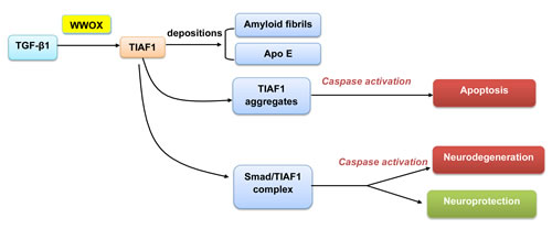 A schematic graph of TGF-&#x3b2;1-regulated neurodegeneration.