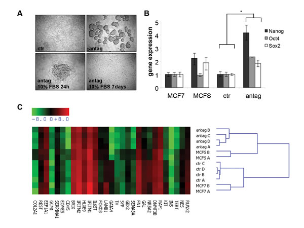 MiR-100 inhibition induces a stem-like phenotype in breast cancer cells.