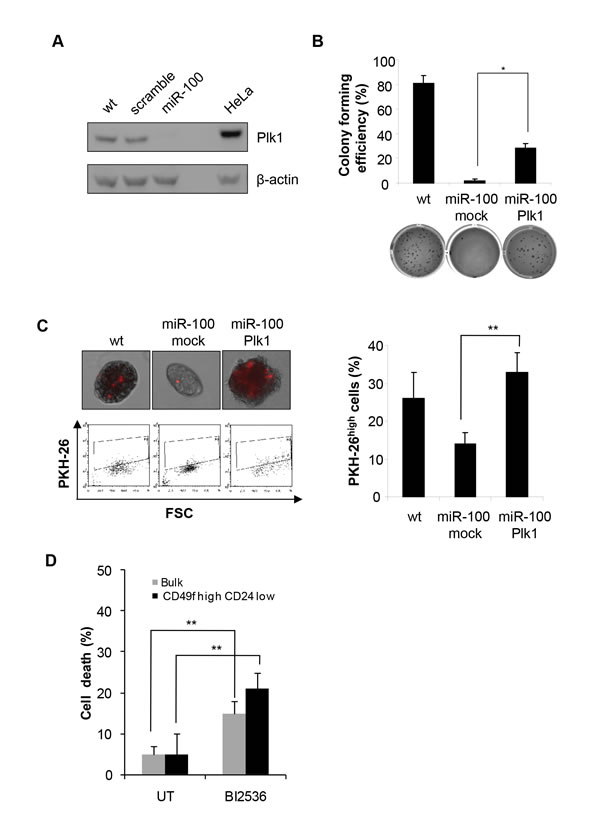 MiR-100 impairs CSC properties by down-regulating Plk1.