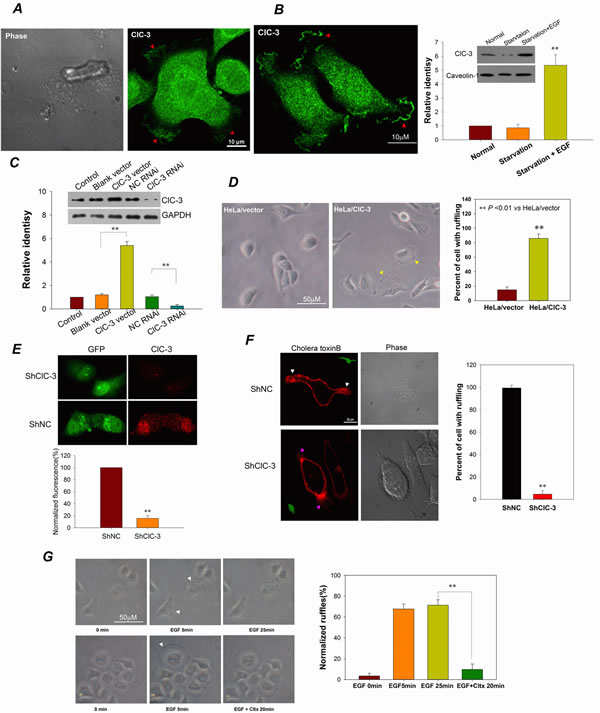 ClC-3 Is Involved In Membrane Ruffling.