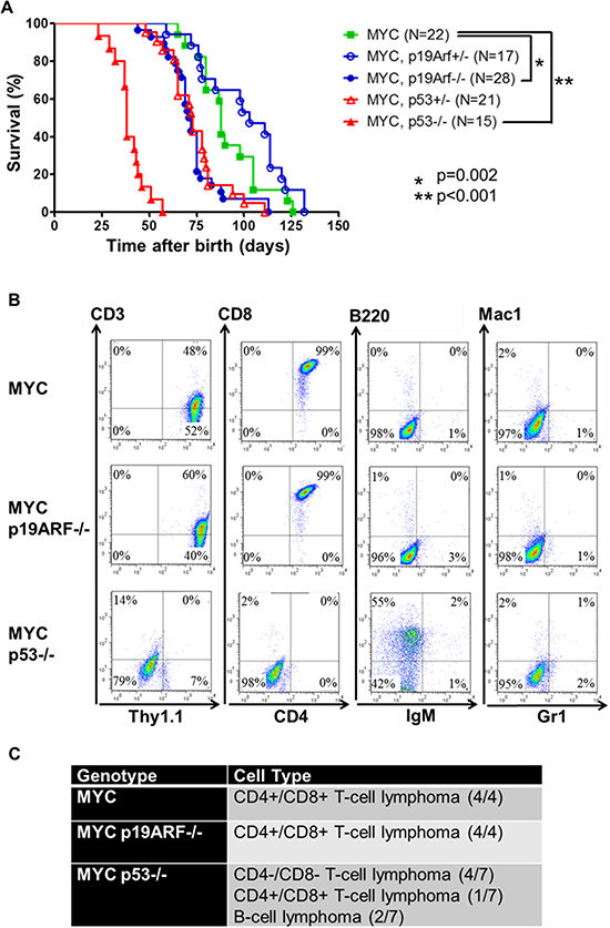 Loss of p19ARF or p53 cooperates with MYC.