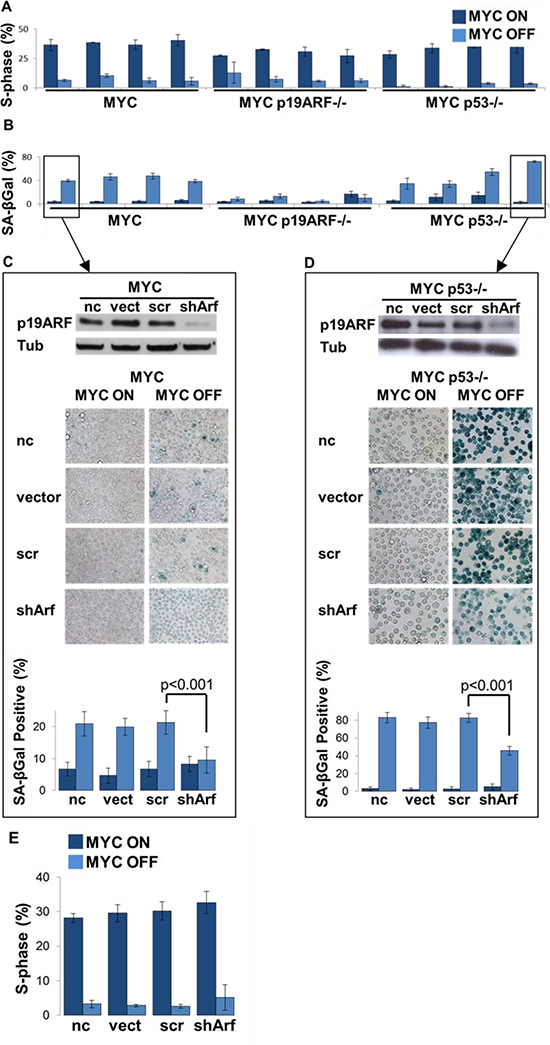 Loss of p19ARF prevents MYC inactivation induced senescence in a p53-independent manner.