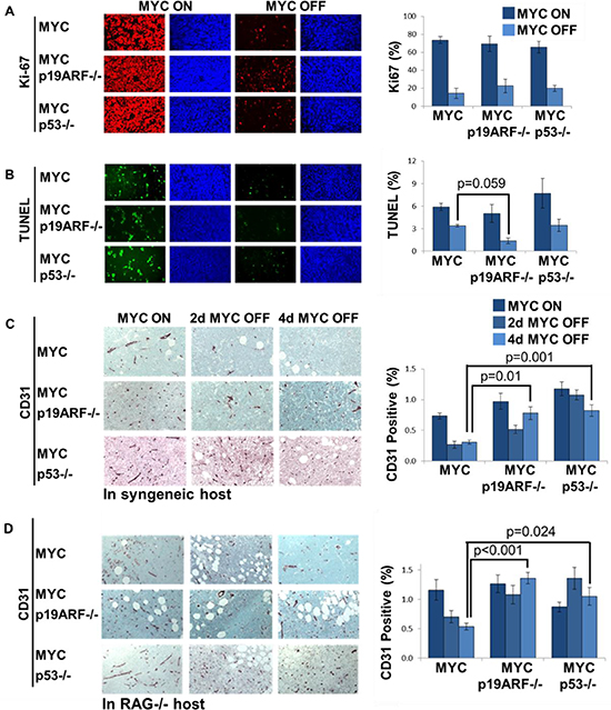 Shutdown of angiogenesis, but not proliferative arrest, upon MYC inactivation in vivo is diminished by the loss of p19ARF or p53.