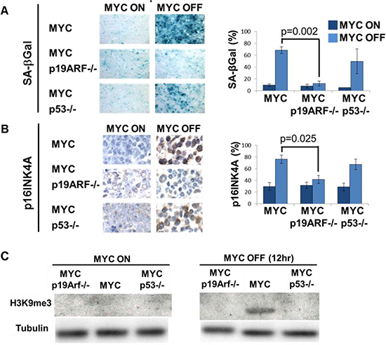 Loss of p19ARF prevents MYC inactivation induced senescence in vivo.