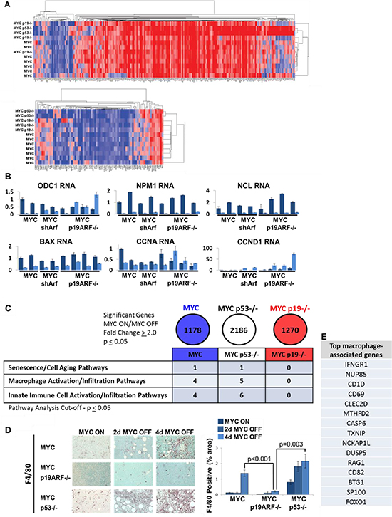 Microarray suggests deregulation of senescence and innate immune cell infiltration into MYC p19ARF&#x2212;/&#x2212; tumors.