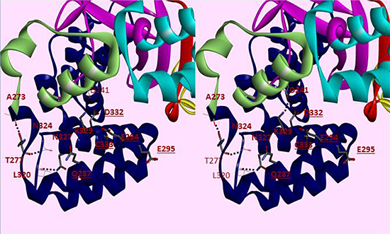 Cross-eye Stereo view of helices 1&#x2013;6 of the CTD of SMYD3.