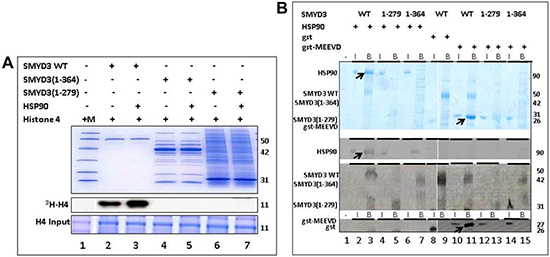 The SMYD3 CTD is required for binding and enhanced Histone Methyl Transferase Activity (HMTase) by HSP90.