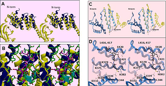 Residues within a degenerate tetratricopeptide (TPR)-like domain within the SMYD3 CTD mediate HSP90 interaction.