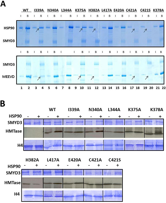 Enhancement of basal HMTase activity of SMYD3 requires binding of HSP90 to conserved residues within a TPR-like region of the CTD.