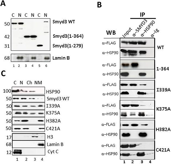 TPR residues of SMYD3 CTD are essential in vivo for nuclear localization, HSP90 interaction and sub-nuclear sequestration into chromatin.