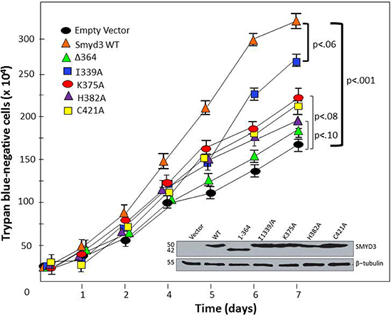 CTD-HSP90 interaction is required for maximal SMYD3 stimulation of cell proliferation rate.