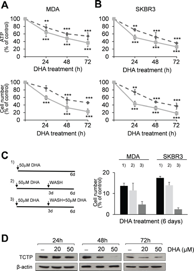 DHA reduces cell viability and TCTP expression levels in MDA and SKBR3 cells.