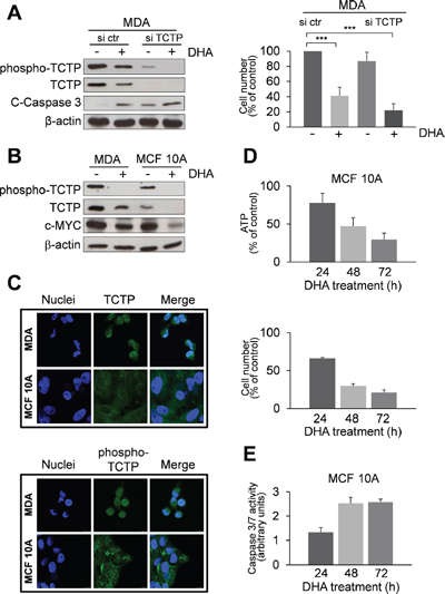 Effect of DHA in TCTP-silenced MDA cells and in the non-tumorigenic human mammary cell line MCF 10A with low TCTP expression levels.