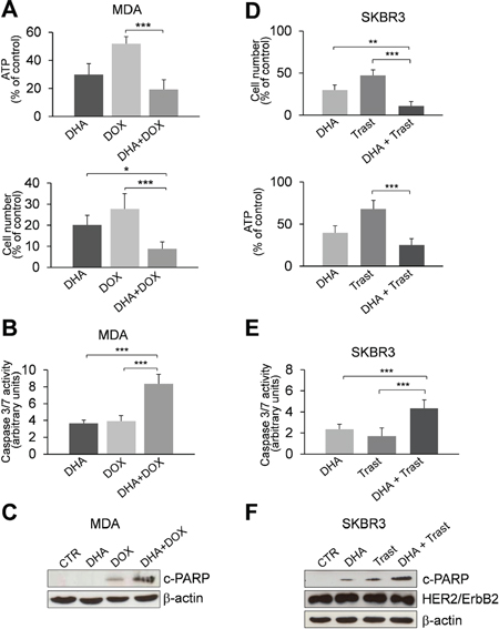 The pharmacological inhibition of TCTP by DHA enhances the sensitivity to chemotherapy.