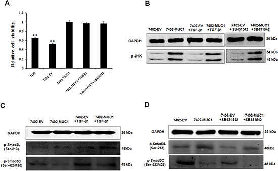 TGF-&#x03B2; has no effect on the MUC1-induced switch in Smad3 signaling in HCC cells.