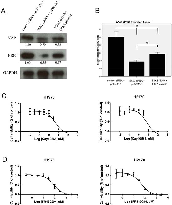 Expression of YAP/Hippo pathway and cell viability analysis after ERK inhibition in NSCLC cells.