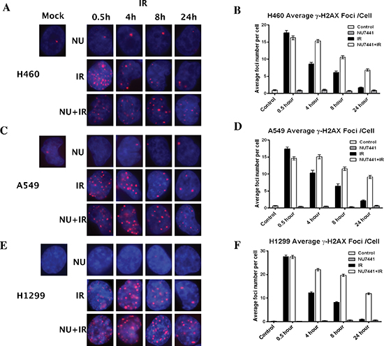 NU7441 enhanced cells sensitivity to IR correlates with deficient DSB repair.