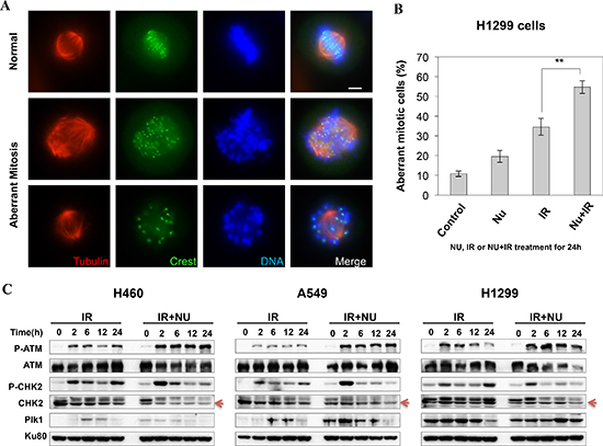 NU7441 + IR-induces mitotic catastrophe in H1299 cells.