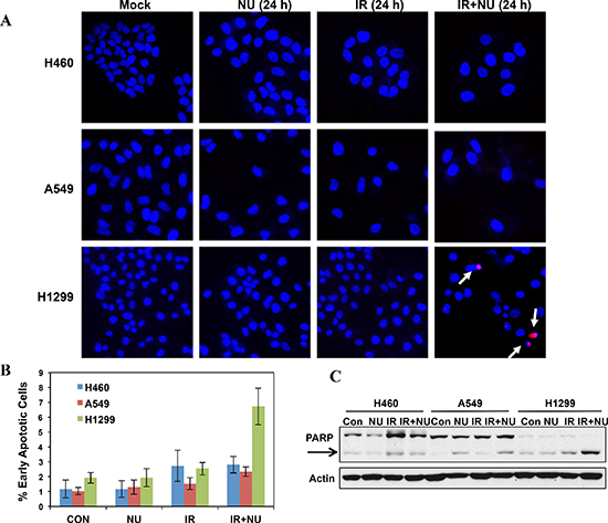 Mitotic catastrophe-related apoptosis was dramatically increased in NU7441 + IR treatment in H1299 cells.