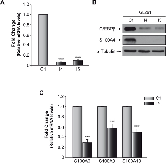 Effect of C/EBP&#x03B2; on S100A4 expression in glioblastoma murine GL261 cell line.