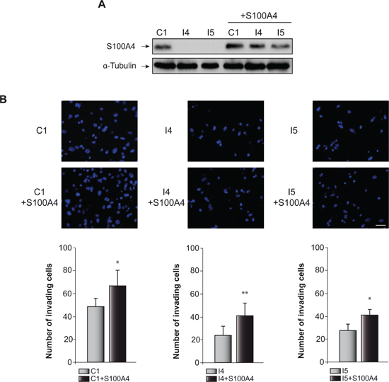 Effect of C/EBP&#x03B2; and S100A4 on GL261 cells invasion capacity.