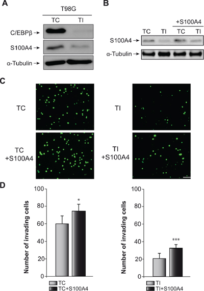 Effect of C/EBP&#x03B2; and S100A4 on T98G cells invasion capacity.