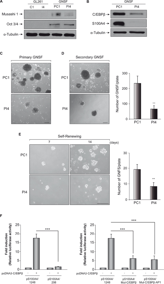 Effect of C/EBP&#x03B2; depletion on GL261 stem cells.