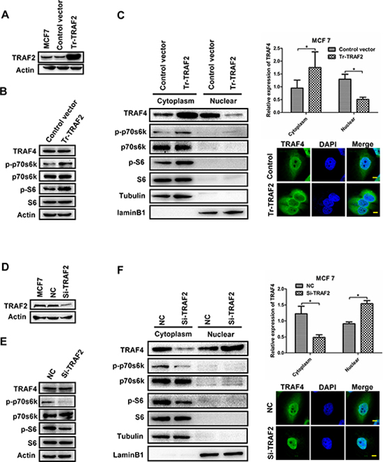 TRAF2 promotes p70s6k/S6 pathway and regulates the distribution of TRAF4.