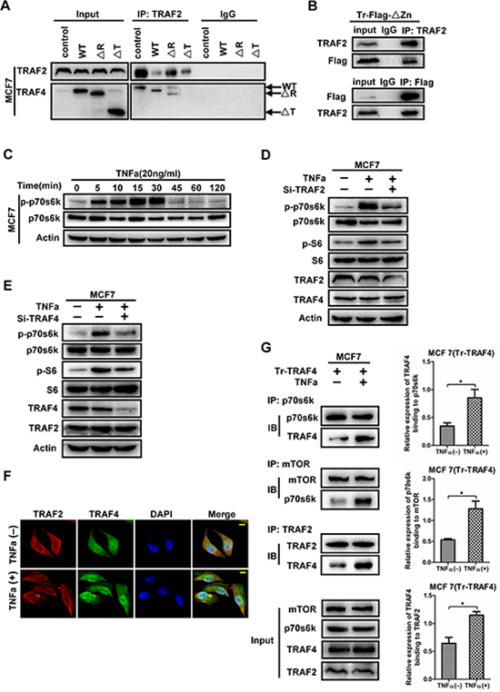 TRAF2 mediates the phosphorylation of p70s6k induced by TNFa, with the participation of TRAF4.