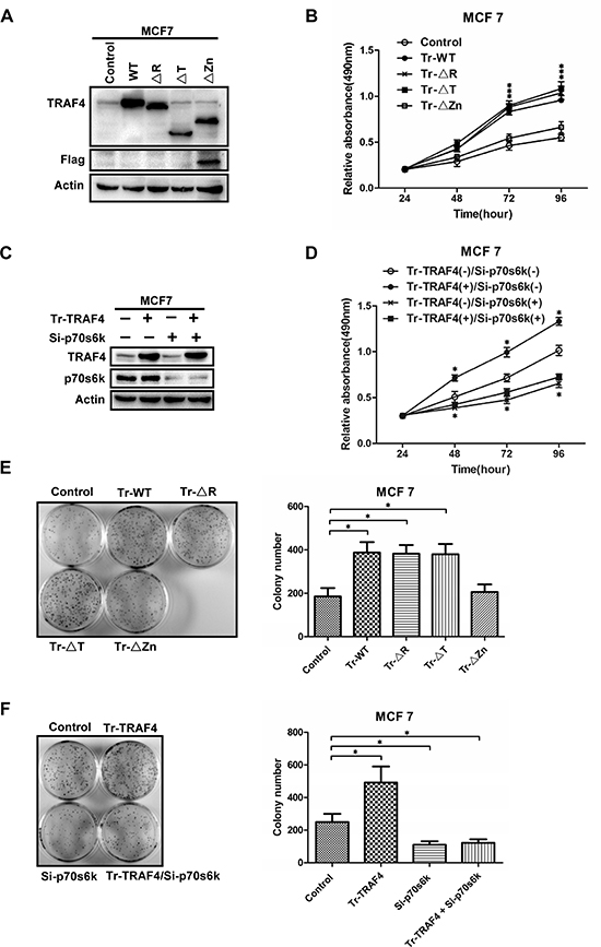 TRAF4 promotes the proliferation of breast cancer cell mostly through mTOR/p70s6k/S6 signaling.