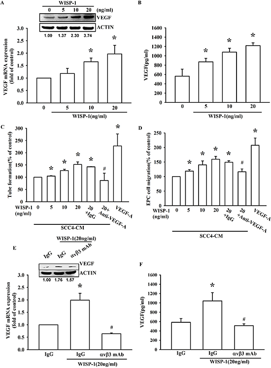 WISP-1 regulates the angiogenesis by raising VEGF-A expression in OSCC cells.