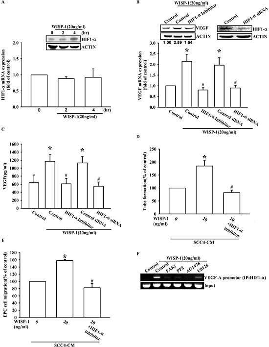 WISP-1 promotes VEGF-A expression in OSCC and contributing to angiogenesis through the HIF1-&#x03B1; signaling pathway.