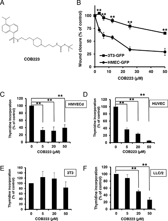 Effect of COB223 on cell migration and cell proliferation.