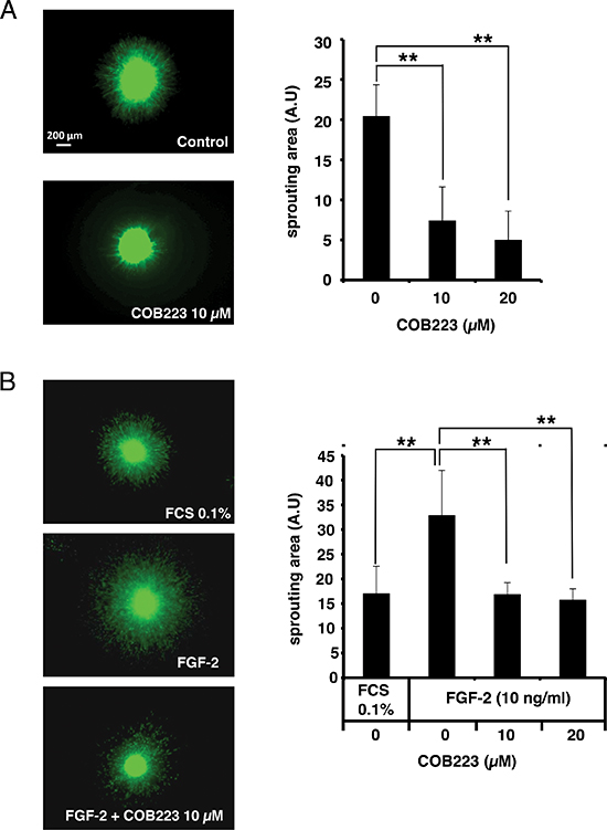 Effect of COB223 on sprouting of HMEC-GFP spheroids into collagen gels.