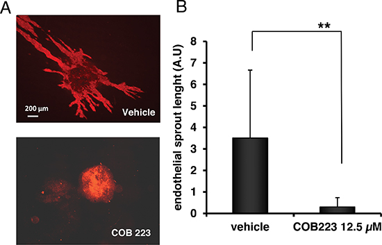 Effect of COB223 on vascular sprouting of embryoid bodies into collagen gels.