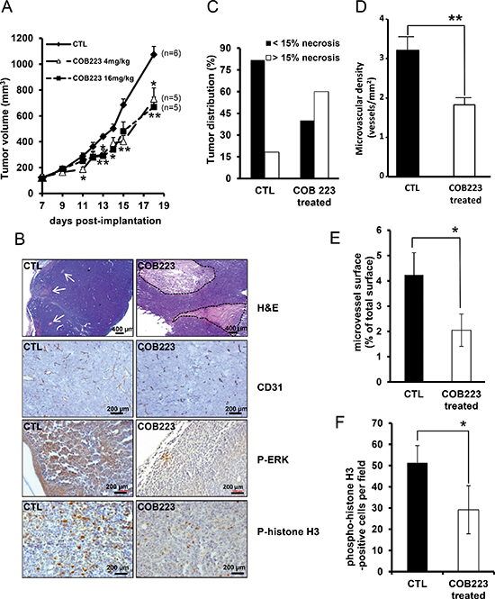 In vivo effects of COB223 on LLC/2 tumor formation.