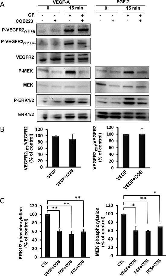 Effect of COB223 on growth factor-induced VEGF-R2, MEK and ERK phosphorylations.