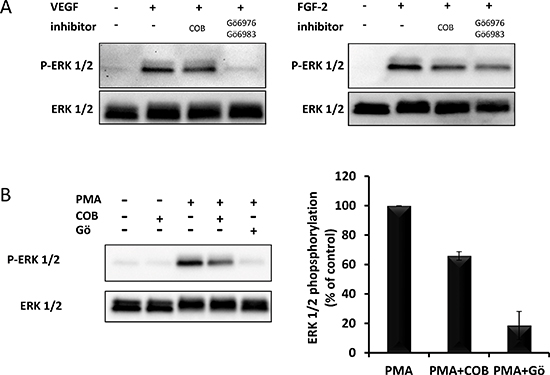 Effect of PKC inhibitors on PMA-, VEGF- and FGF2-induced ERK phoshorylation.