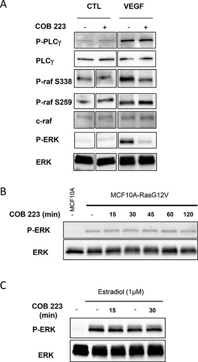 Effect of COB223 on mitogenic or oncogenic activation of the Ras /MEK/ERK signaling pathway.