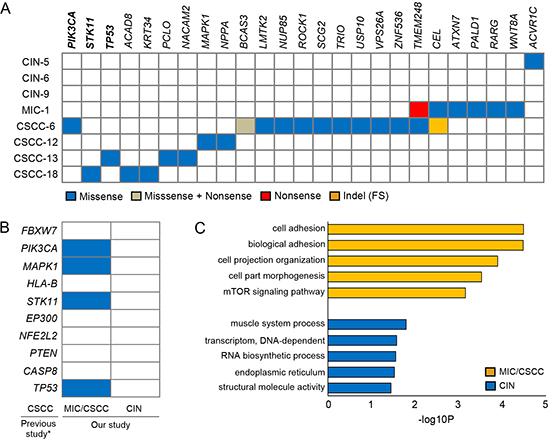 Driver mutations and pathway analyses.