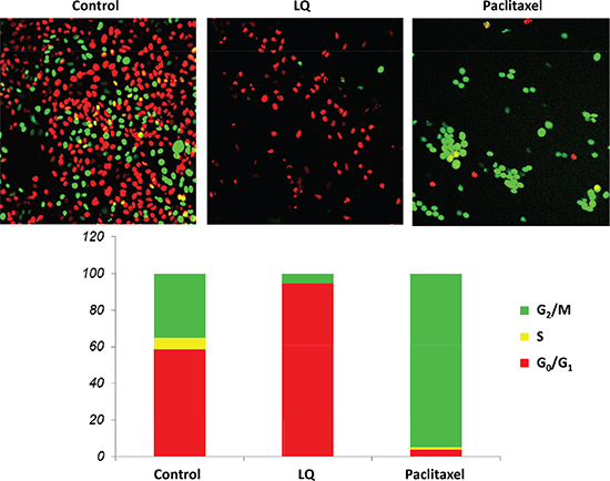 LQ or paclitaxel treatment of FUCCI-HeLa cells growing in 2D culture.