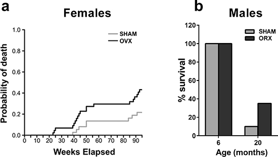 Gonadectomy and life span in female and male mice.