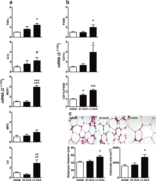 Effect of short- and long-term ovx in vWAT.