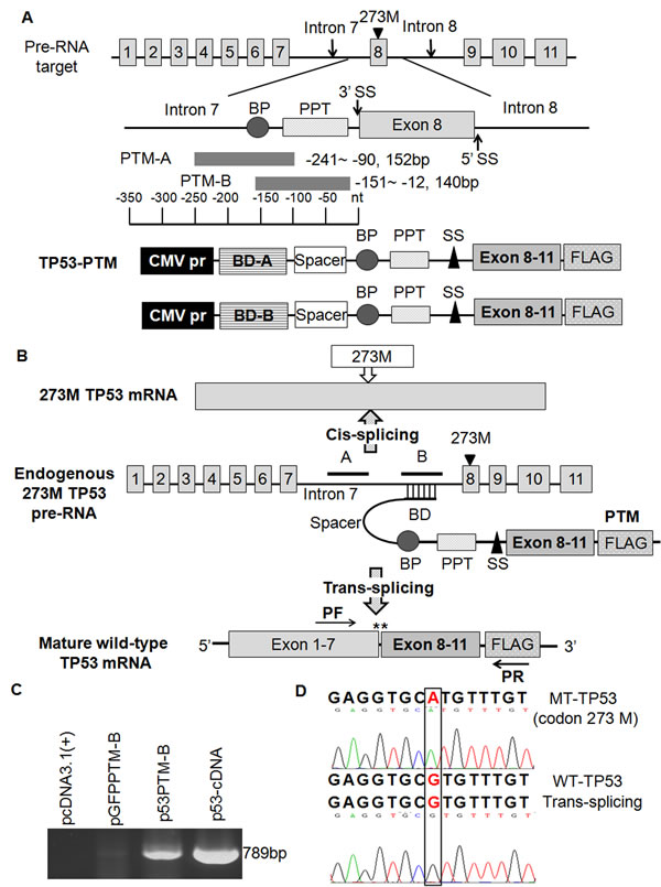 Schematic illustration of trans-splicing used for the correction of mutant p53 transcripts and the detection of trans-spliced p53 RNA in transfected cells.