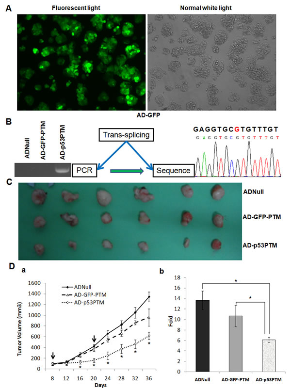 The effect of adenovirus vector expressing p53-PTM on the growth of xenograft tumors in nude mice developed by inoculating HT-29 cells.