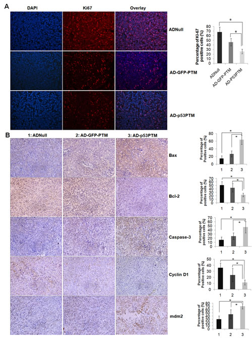 Effect of Ad-p53-PTM on the proliferation, cell cycle and apoptosis of HT-29 cells in xenograft tumors.