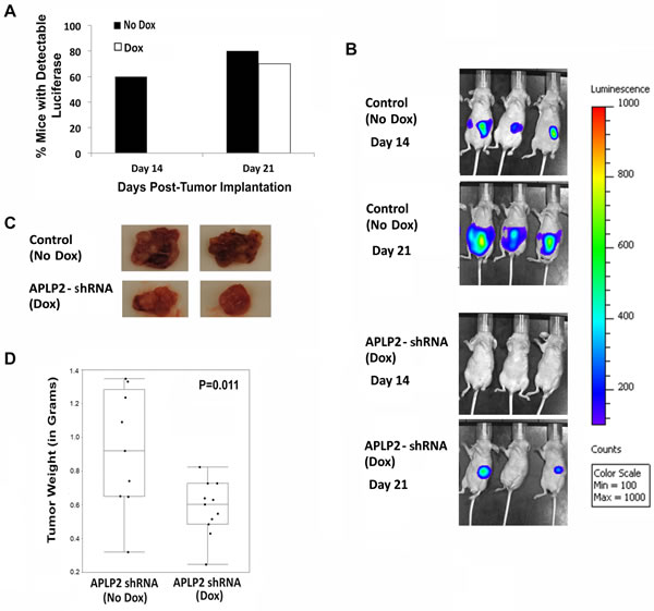 Mice implanted with S2-013-APLP2-shRNA orthotopic pancreatic tumors and then given Dox developed tumors at a slower rate and had smaller primary tumors, compared to control mice that were not given Dox.