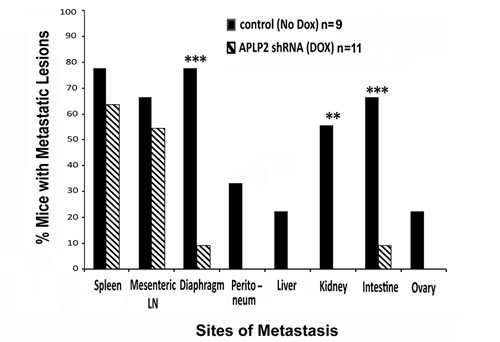 Mice implanted with S2-013-APLP2-shRNA orthotopic pancreatic tumors and then given Dox had less extensive metastases.