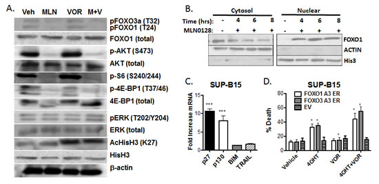 MLN0128 induces dephosphorylation and nuclear translocation of FOXO factors (A) Lysates from SUP-B15 cells treated for the indicated times with vehicle alone, MLN0128 (100 nM), vorinostat (500 nM), or the combination (M + V).