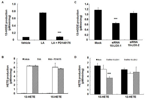 13-HODE production in HCA-7 cells was inhibited by PD146176.